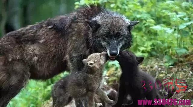 \"民间故事：老人救下怀孕母狼，母狼为了“报恩”带狼群进村屠杀\"
