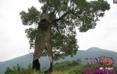 有时生命的顽强真是让人惊叹！世界上最坚强的15棵树！