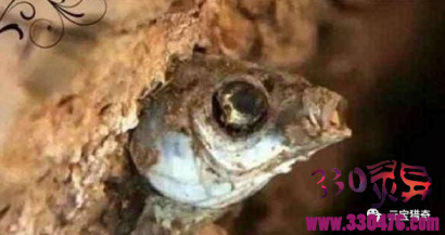 非洲杜兹肺鱼卡在土块里4年都没有死去，活着的原因却让人眼角泛泪！