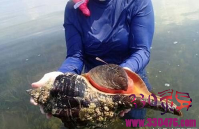 女子潜水收获大海螺,捞起后放在沙滩上细看蒙了,将其放生