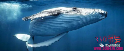 巨大的鲸鱼尸体到底有多危险？