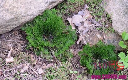 九死还魂草:生命力最为强悍的野草