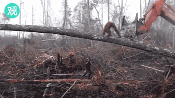 红毛猩猩与推土机搏斗:森林被摧毁 红毛大猩猩与推土机对峙拼死捍卫家园却无济于事