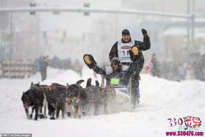 美国艾迪塔罗德狗拉雪橇比赛:伤病，死亡，抛尸野外...这些雪橇犬用生命换来人类的冠军