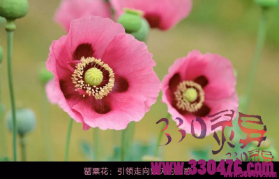 动物吸毒？野生大角羚羊嗑药自嗨、狗跪舔蟾蜍、袋鼠罂粟怪圈…可怕到怵目惊心！