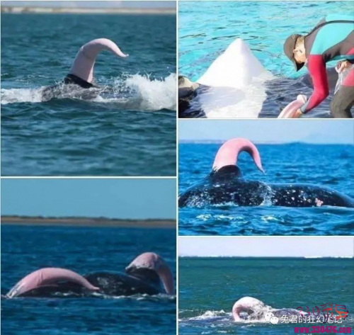 尼斯湖水怪是鲸鱼阴茎？